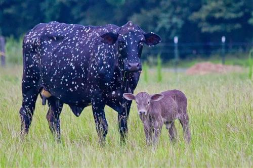 Space Cow and child 